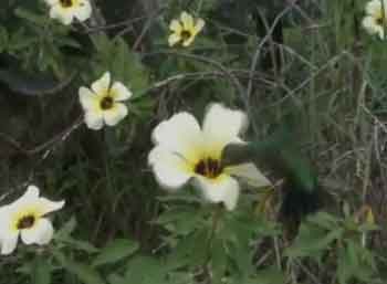 hummingbird